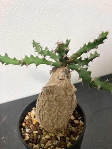 ユーフォルビア スクアローサ『奇怪ヶ島』〈現品限り〉【珍奇植物・塊根植物】 現地球 発根済】ユーフォルビア スクアローサ 奇怪ヶ島 生活雑貨 家庭