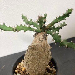 【現地球　発根済】ユーフォルビア　スクアローサ　奇怪ヶ島　生活雑貨 家庭用品 ガーデニング　観葉植物　塊根植物　ビザールプランツ　グリーンの画像