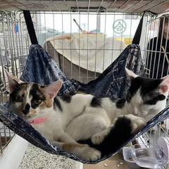 in岡崎市☆子猫たくさん！保護猫をオウチに迎えよう☆2024年1...
