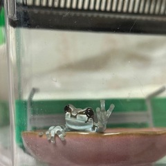 爬虫類女子の方いませんか>< - メンバー募集