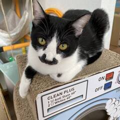in名古屋市☆子猫たくさん！保護猫をオウチに迎えよう☆2024年...