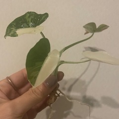 斑入り　クワズイモ