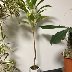 ヘリコニア　観葉植物　花　赤い花　巨大な花　　鉢ごと　ビザールプ...