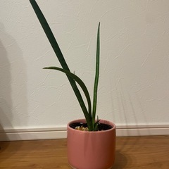 サンスベリア　鉢付き