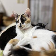 in江南市☆子猫たくさん！保護猫をオウチに迎えよう☆2024年1...