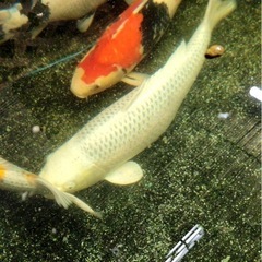 錦鯉2歳　その他当歳等色々います😀新潟産野池飼育の画像