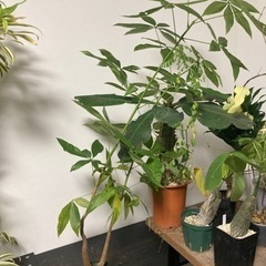 パキラ　実生　2本　観葉植物　塊根植物　生活雑貨 家庭用品 ガー...