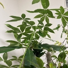 パキラ　実生　2本　観葉植物　塊根植物　生活雑貨 家庭用品 ガーデニングの画像