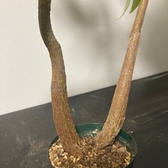 パキラ　実生　2本　観葉植物　塊根植物　生活雑貨 家庭用品 ガーデニングの画像