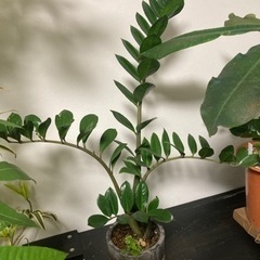 ザミオクルカス　ザミフォーリア　鉢付き　観葉植物　多肉植物　ビザ...