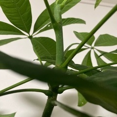 【11/15まで】パキラ　観葉植物　塊根植物　グリーン　生活雑貨 家庭用品 ガーデニングの画像