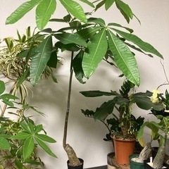 【11/15まで】パキラ　観葉植物　塊根植物　グリーン　生活雑貨...
