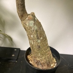 【11/15まで】パキラ　観葉植物　塊根植物　グリーン　生活雑貨 家庭用品 ガーデニングの画像