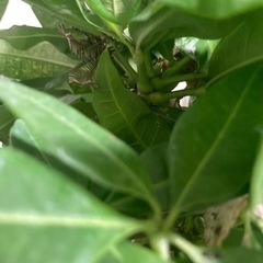 【20%オフ　6/15】【20%オフ　5/28】【極太】パキラ　観葉植物　塊根植物生活雑貨 家庭用品 ガーデニングの画像