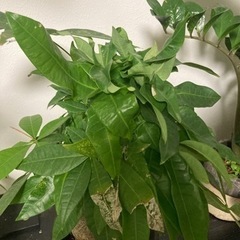 【20%オフ　6/15】【20%オフ　5/28】【極太】パキラ　観葉植物　塊根植物生活雑貨 家庭用品 ガーデニングの画像