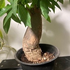 【極太・モンスト？】パキラ　観葉植物　塊根植物生活雑貨 家庭用品...