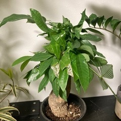 【20%オフ　6/15】【20%オフ　5/28】【極太】パキラ　観葉植物　塊根植物生活雑貨 家庭用品 ガーデニングの画像