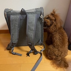 ペットリュック、洋服9着、靴4足、靴下4足のまとめ売りです！の画像