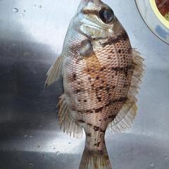 主に平日！プレジャーボートなどで海釣り🎣仲間募集！ − 神奈川県