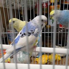 セキセイインコ