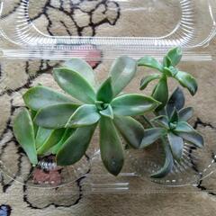 多肉植物　朧月と子宝草の画像