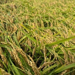 令和6年 新米 30キロ 玄米 あいちのかおり 芳醇な味 玄米 
