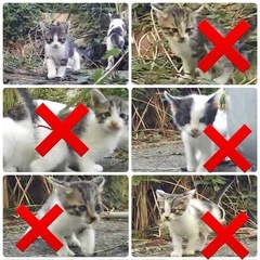 【更新】生後1か月半の子猫を保護予定です【里親募集】