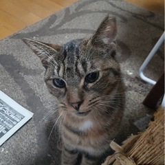 一時中断します🙇‍♀️穏やかなキジトラの女の子🥰