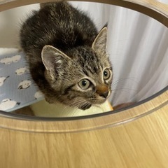 可愛いウリ坊柄のさと君❣️(トライアル中)
