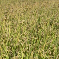 令和6年産　小野市産　ひのひかり　30kg 