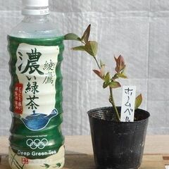 ブルーベリーの苗木1人何株でも  (上限あり)　#39