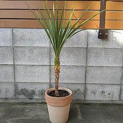 コルジリネ　オーストラリア