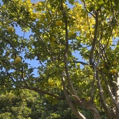 〈今年初収穫！〉カリン約2kgの画像