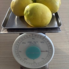 〈今年初収穫！〉カリン約2kgの画像