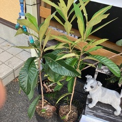 びわ苗木　ポット入
