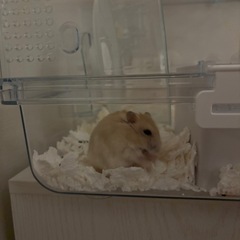 ジャンガリアンハムスターの里親募集