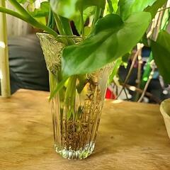 マドカズラ　挿し木にの画像
