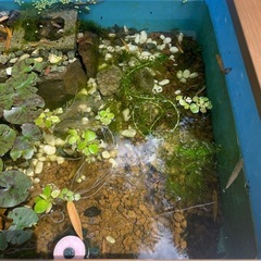 アマゾンフラッグピット(水草)     あげます