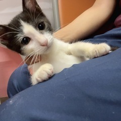 ボンネットにいた子猫ちゃん