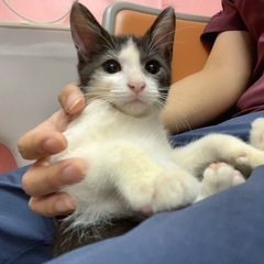 ボンネットにいた子猫ちゃん - 島尻郡
