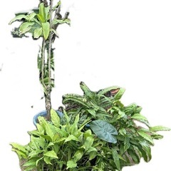 ガーデニング、植物 、植木鉢(大)(※取引中)