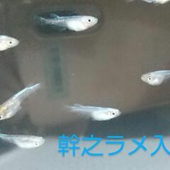 幹之めだか若魚10匹プラスα