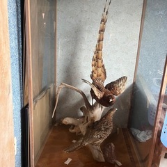 鳥の剥製