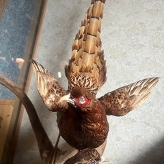 鳥の剥製の画像