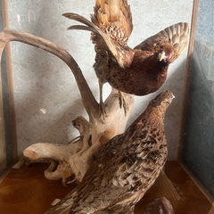 鳥の剥製の画像