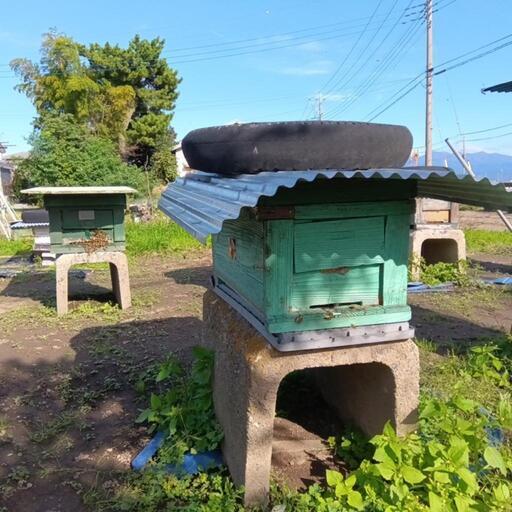西洋ミツバチ(竹板４枚群)