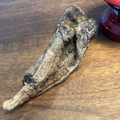 22 包み込んだ　捻り流木、天然物、置物の画像