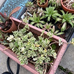 植物