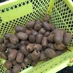 【定型文にはお返事しかねます】キウイフルーツ（緑）約１キロ