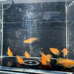 メダカ【紅帝ダルマ】　５匹(オスメス入り)残り１セットの画像